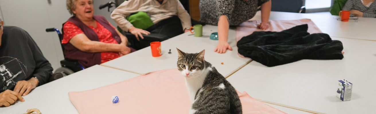 La ronronthérapie pour le bien-être des résidents !